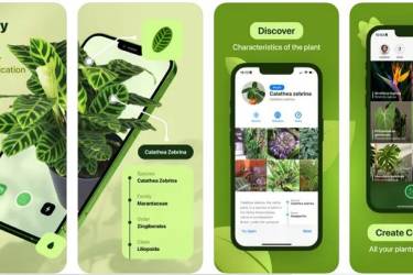 Leaf Identification - 苹果iPhone/iPad植物识别app