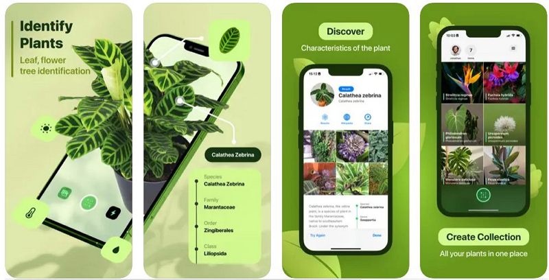 Leaf Identification - 植物识别app免费苹果版[iPhone/iPad限免]